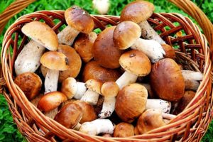 Содержание углеводов: грибы