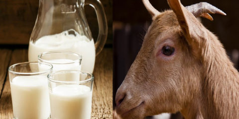 Козье молоко польза и вред